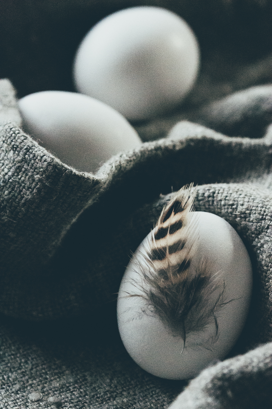 ägg och fjäder