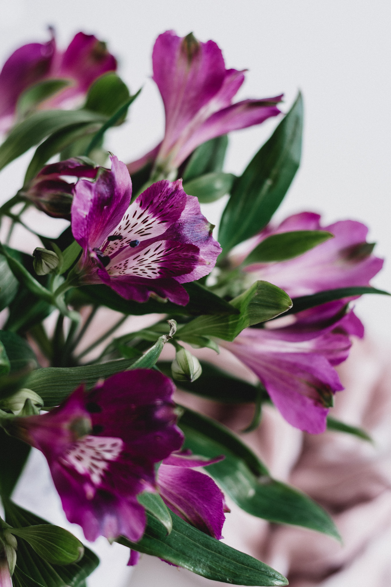alstroemeria
