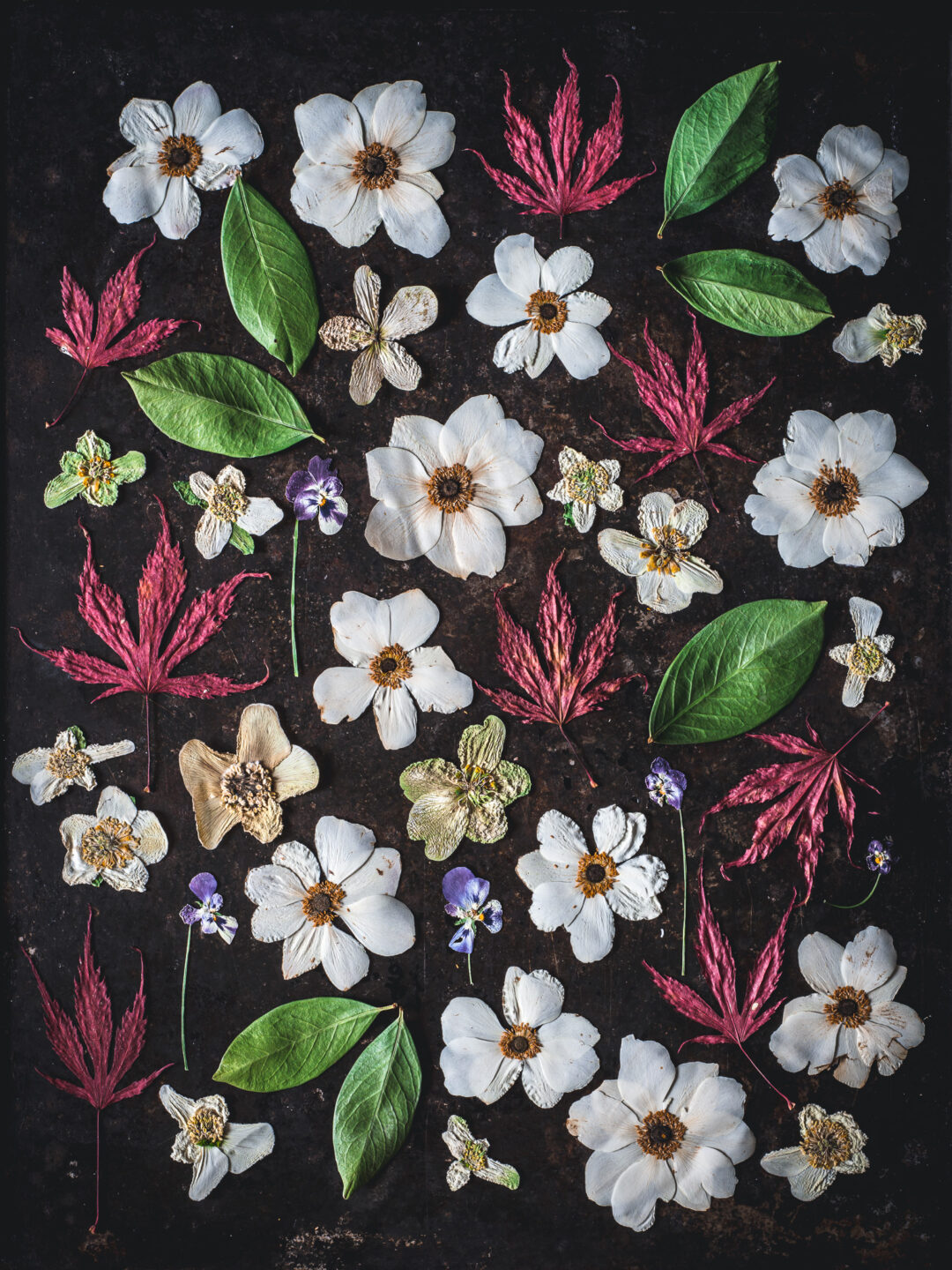 blomsterpill torkade blommor